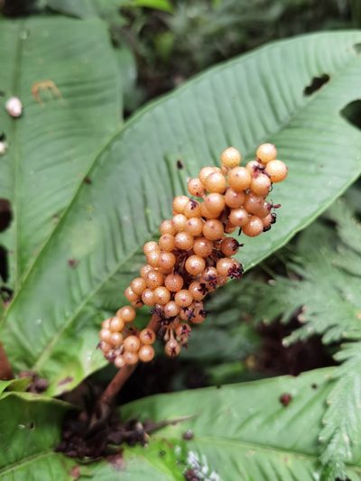 Ardisia wedelii, photographed by Eduardo Chacón Madrigal