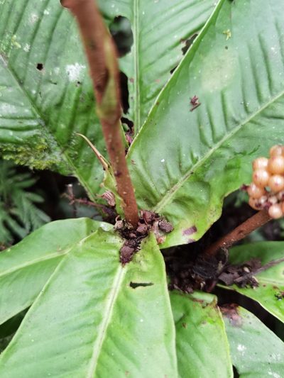 Ardisia wedelii, photographed by Eduardo Chacón Madrigal