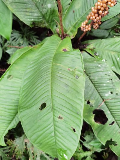 Ardisia wedelii, photographed by Eduardo Chacón Madrigal