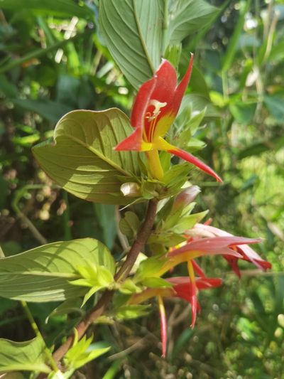 Columnea nicaraguensis, photographed by Eduardo Chacón Madrigal
