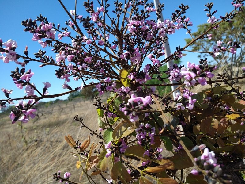 Andira vermifuga, photographed by Leonardo Bergamini