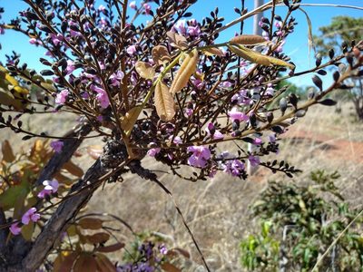 Andira vermifuga, photographed by Leonardo Bergamini