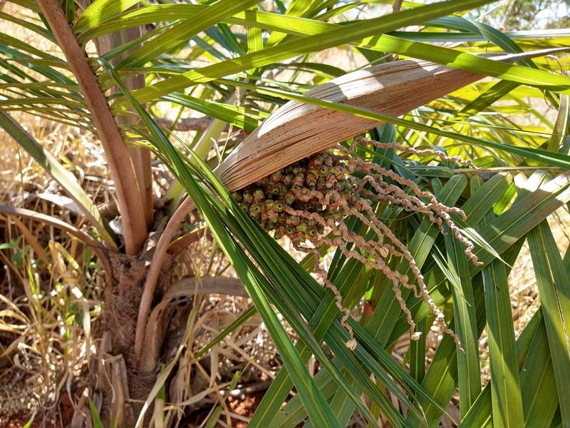 Syagrus comosa, photographed by Leonardo Bergamini
