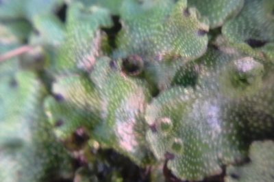 Marchantia foliacea, photographed by Stephen Thorpe