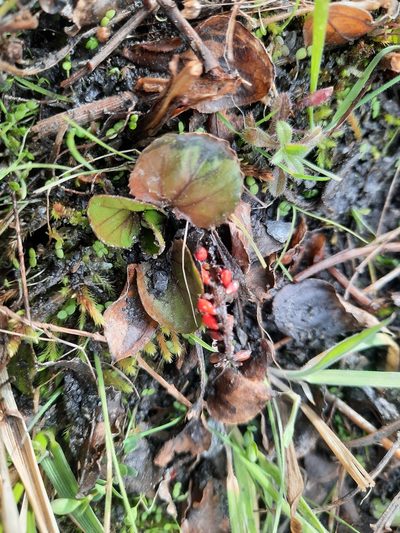 Gunnera densiflora, photographed by Alice Shanks