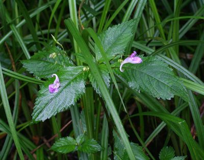Impatiens furcillata, photographed by Oleg Kosterin