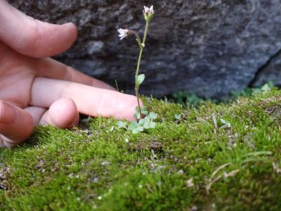 Saxifraga hyperborea, photographed by Martin Purdy