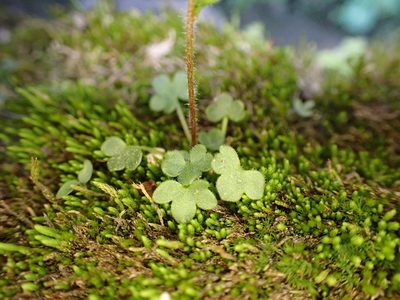 Saxifraga hyperborea, photographed by Martin Purdy