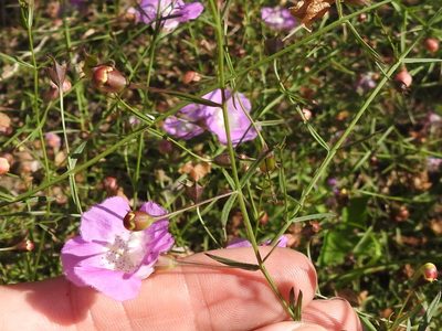 Agalinis strictifolia, photographed by Sam Kieschnick