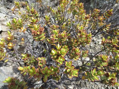 Veronica decumbens, photographed by Alice Shanks
