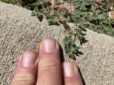 Euphorbia serrula, photographed by CK2AZ