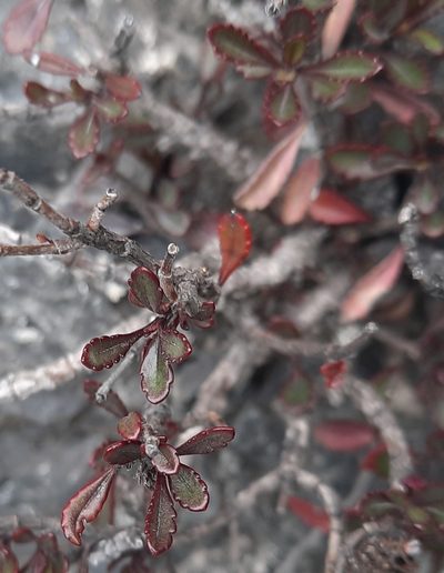 Veronica scrupea, photographed by Alice Shanks