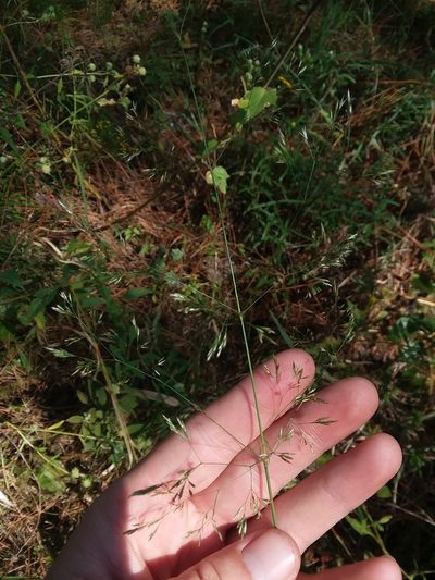 Agrostis perennans, photographed by Will McFarland