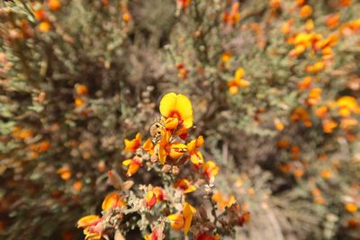Oxylobium oxylobioides, photographed by Kiri Bee