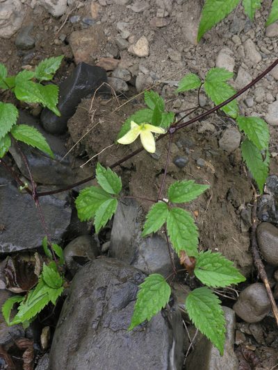 Clematis serratifolia, photographed by Oleg Kosterin