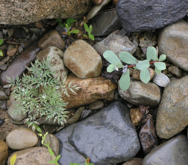 Salix arbutifolia, photographed by Oleg Kosterin