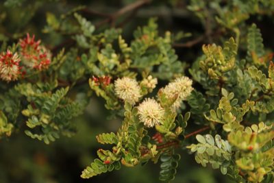 Weinmannia fagaroides, photographed by Andrés Ramírez-Barrera
