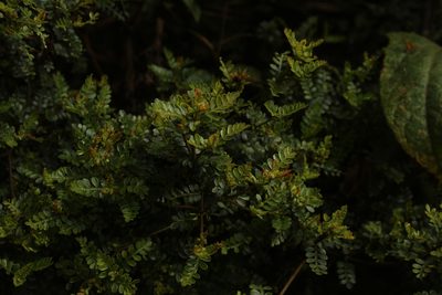 Weinmannia fagaroides, photographed by Andrés Ramírez-Barrera