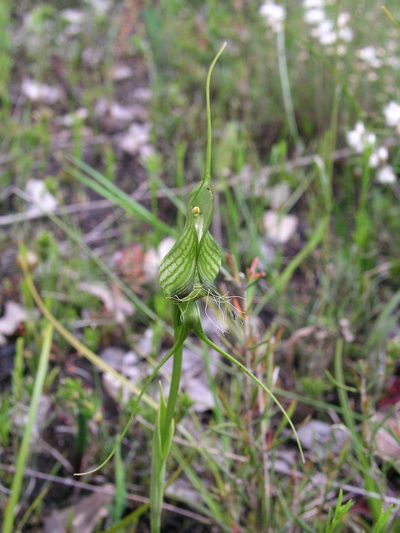 Pterostylis longicornis, photographed by desertnaturalist