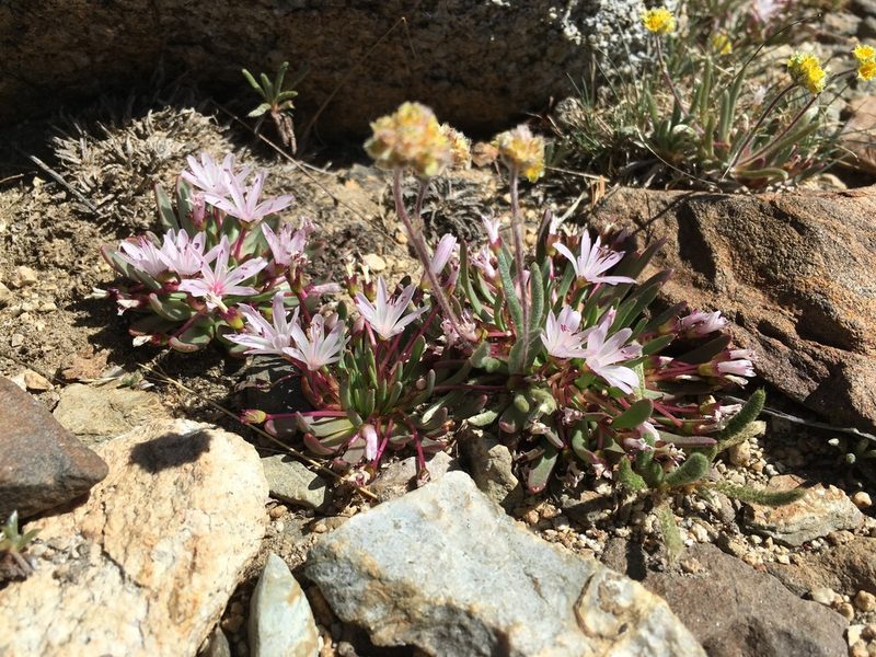Lewisia pygmaea, photographed by Martin Purdy