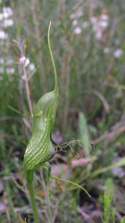 Pterostylis longicornis, photographed by desertnaturalist