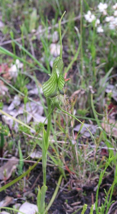 Pterostylis longicornis, photographed by desertnaturalist