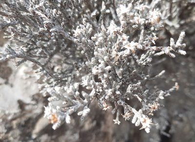 Helichrysum depressum, photographed by Alice Shanks