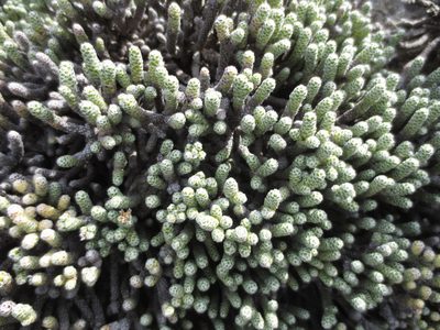 Helichrysum coralloides, photographed by Alice Shanks