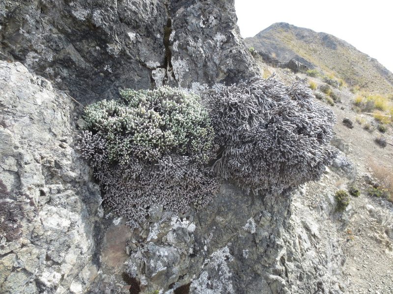 Helichrysum coralloides, photographed by Alice Shanks