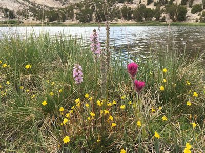 Castilleja lemmonii, photographed by Martin Purdy