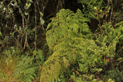 Culcita coniifolia, photographed by Andrés Ramírez-Barrera