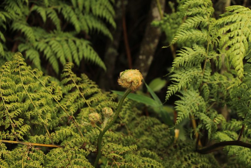 Culcita coniifolia, photographed by Andrés Ramírez-Barrera