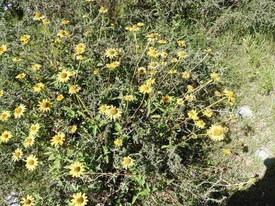 Heliopsis parvifolia, photographed by Leticia Jiménez Hernández