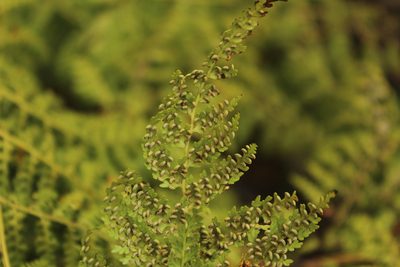 Culcita coniifolia, photographed by Andrés Ramírez-Barrera