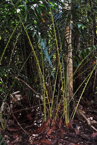 Eleiodoxa conferta, photographed by Abu Hamas