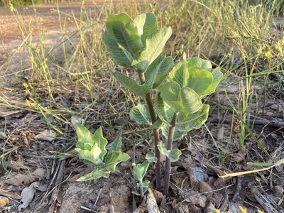 Asclepias arenaria, photographed by Reid Hardin