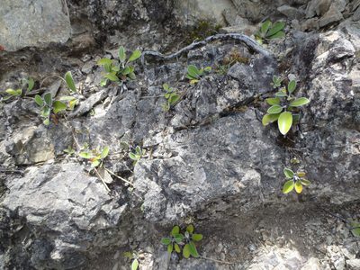 Pachystegia insignis, photographed by Alice Shanks