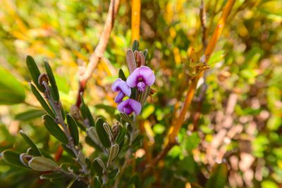 Hovea montana, photographed by Kiri Bee