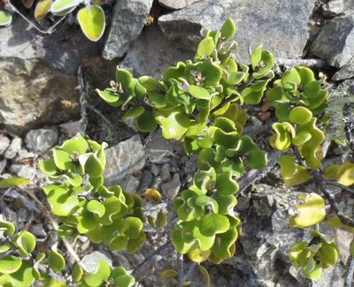 Olearia coriacea, photographed by Alice Shanks