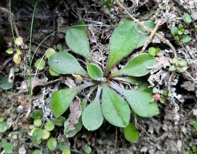 Craspedia minor, photographed by Alice Shanks
