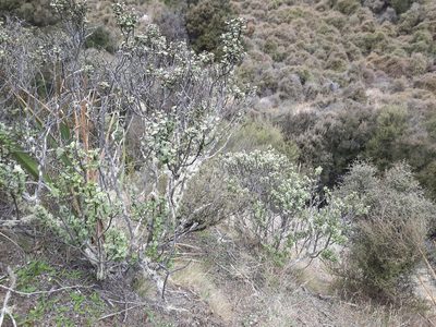 Olearia coriacea, photographed by Alice Shanks