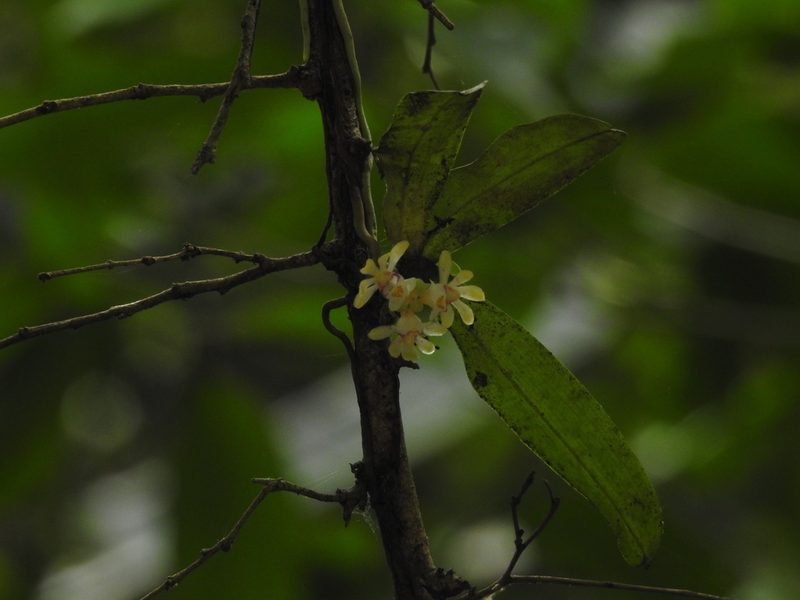 Gastrochilus flabelliformis, photographed by Divya Mudappa