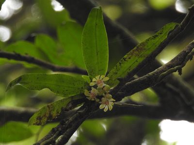 Gastrochilus flabelliformis, photographed by Divya Mudappa