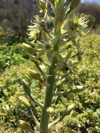Ethesia xanthochlora, photographed by Caroline Voget