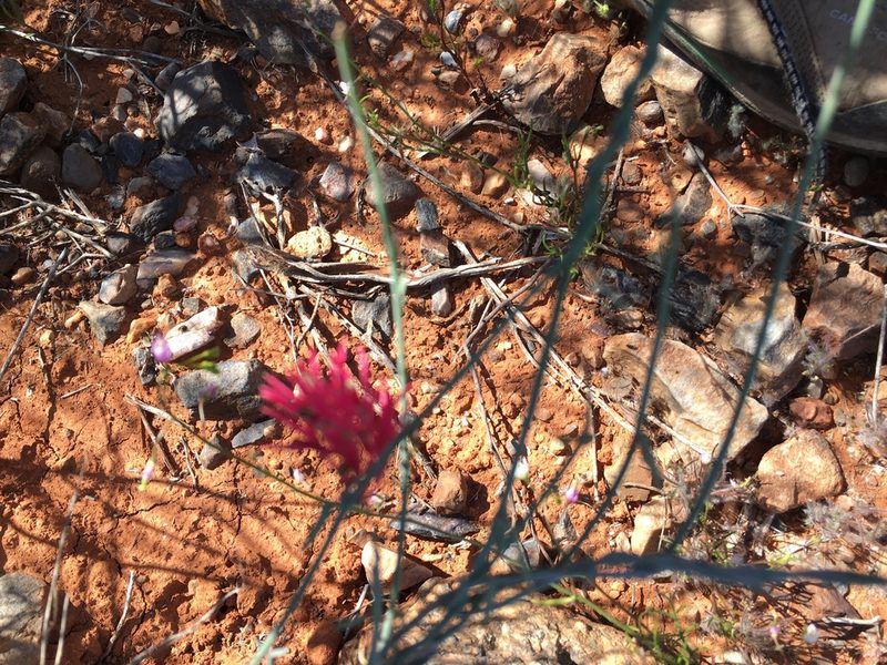 Microloma calycinum, photographed by Caroline Voget