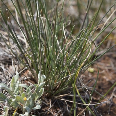 Austrostipa nodosa, photographed by Kym Nicolson