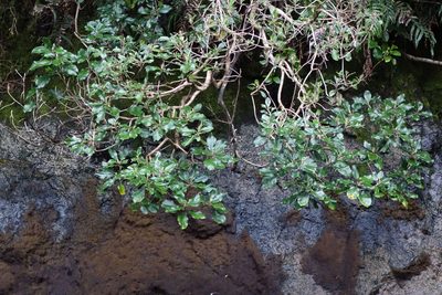 Brachyglottis rotundifolia, photographed by John Barkla