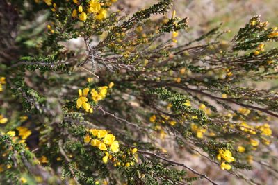 Bossiaea sericea, photographed by Kiri Bee