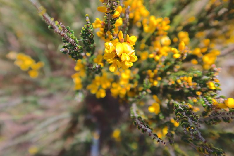 Bossiaea sericea, photographed by Kiri Bee