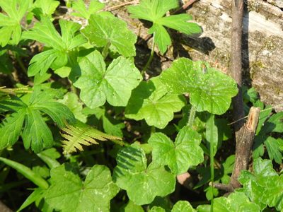 Hydrocotyle acutiloba, photographed by Greg Tasney